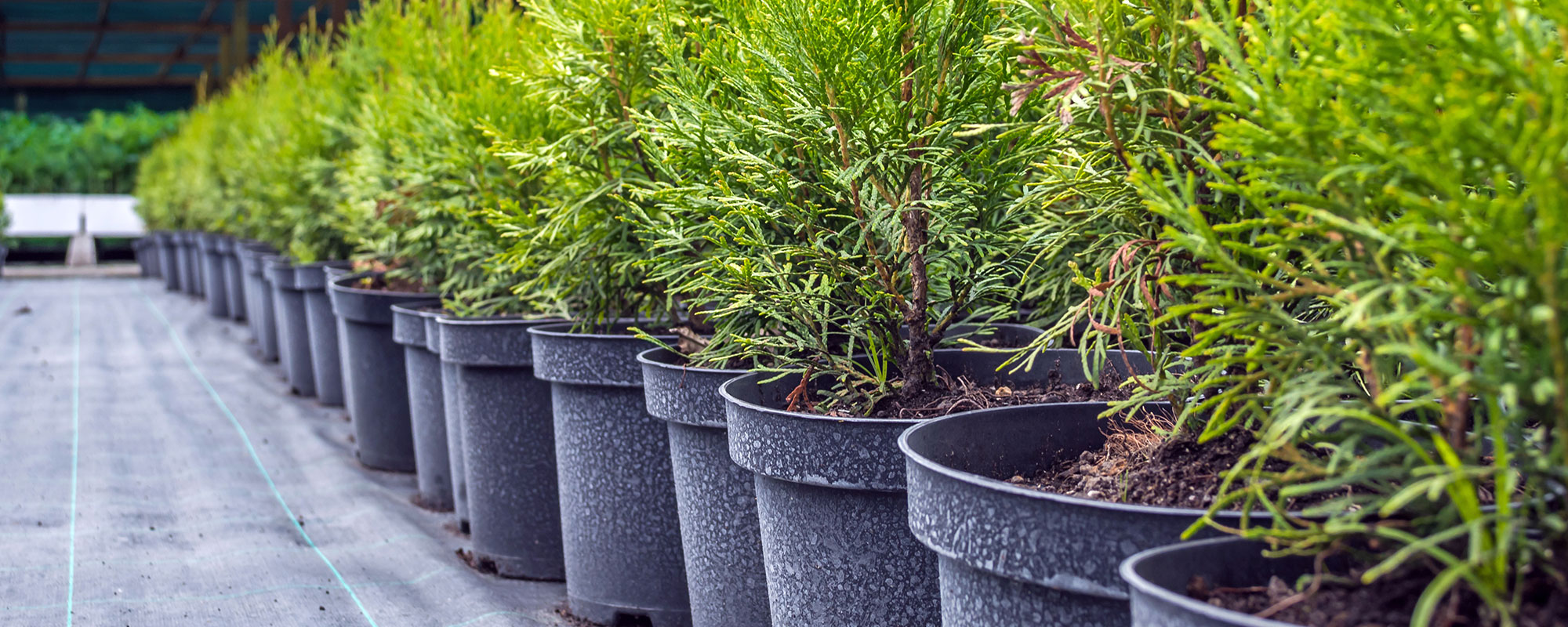 Availability Greenthumb