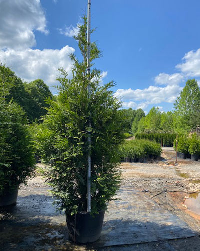 Thuja “Green Giant” #15