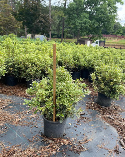 Osmanthus “Goshiki” #10
