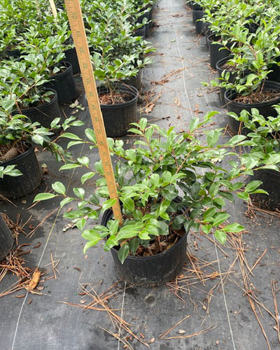Camellia sas. “Shi Shi Gashira” #3