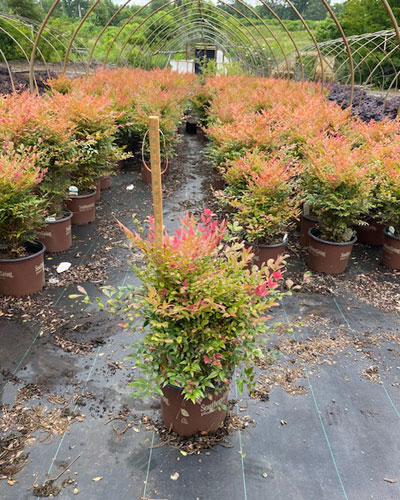 Obsession Nandina
