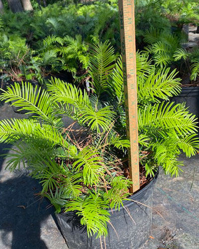 Plum Yew