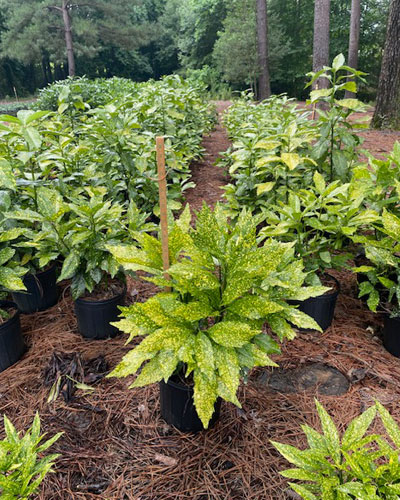Variegated Aucuba