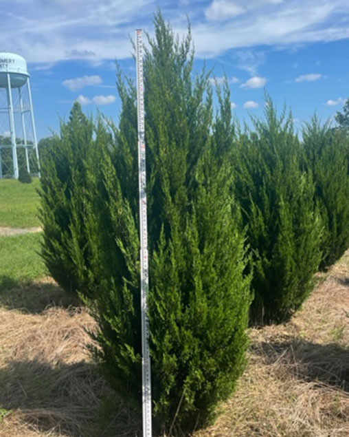 Spartan Juniper