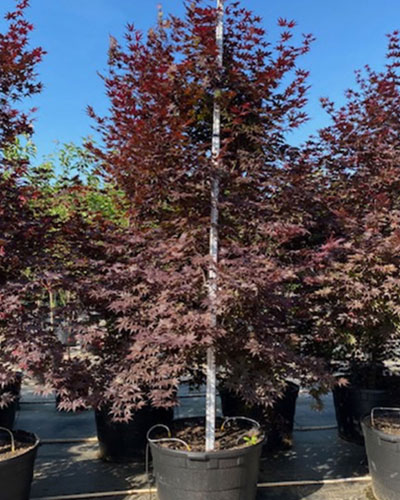 Bloodgood Japanese Maple #45