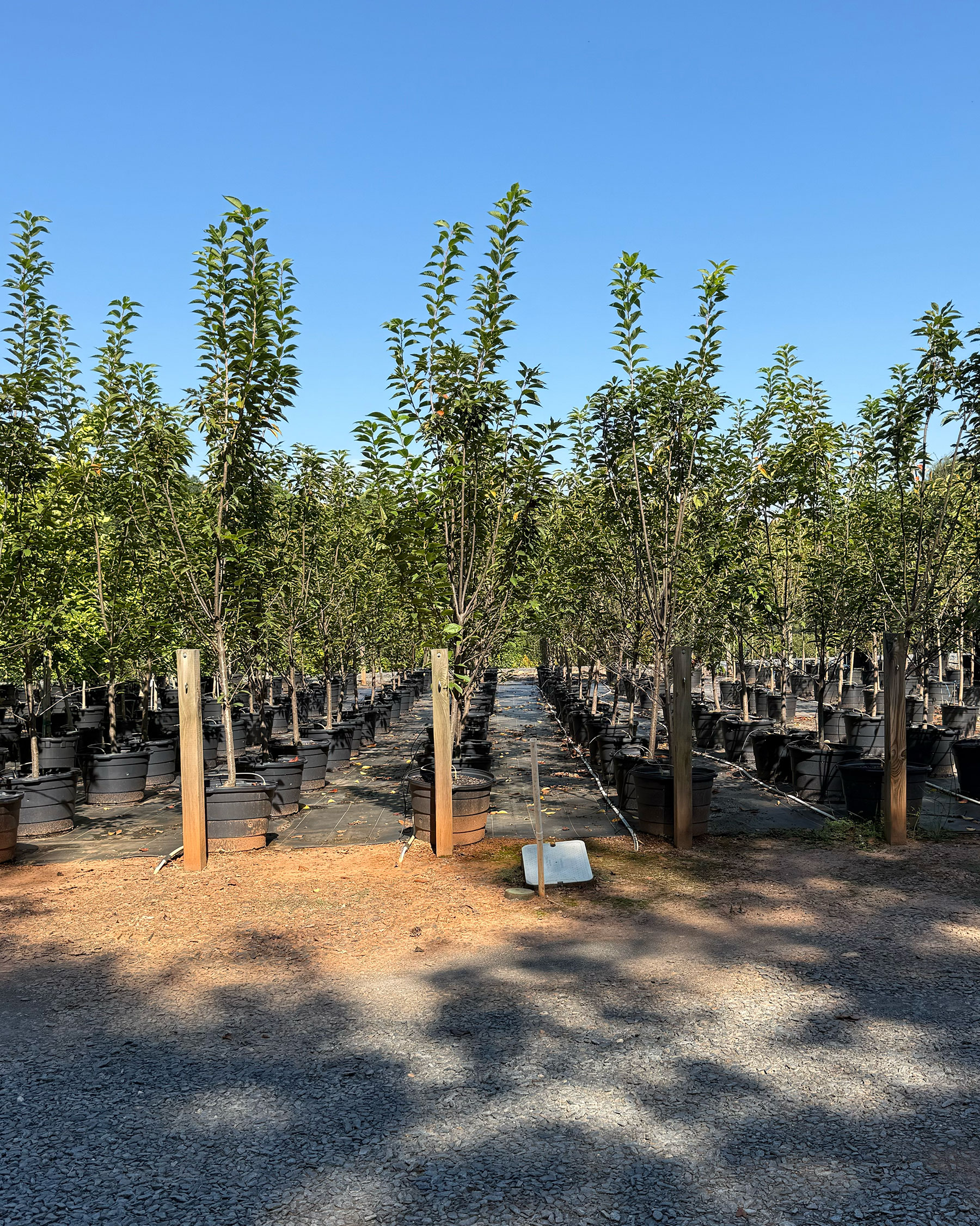 Kwanzan Cherry