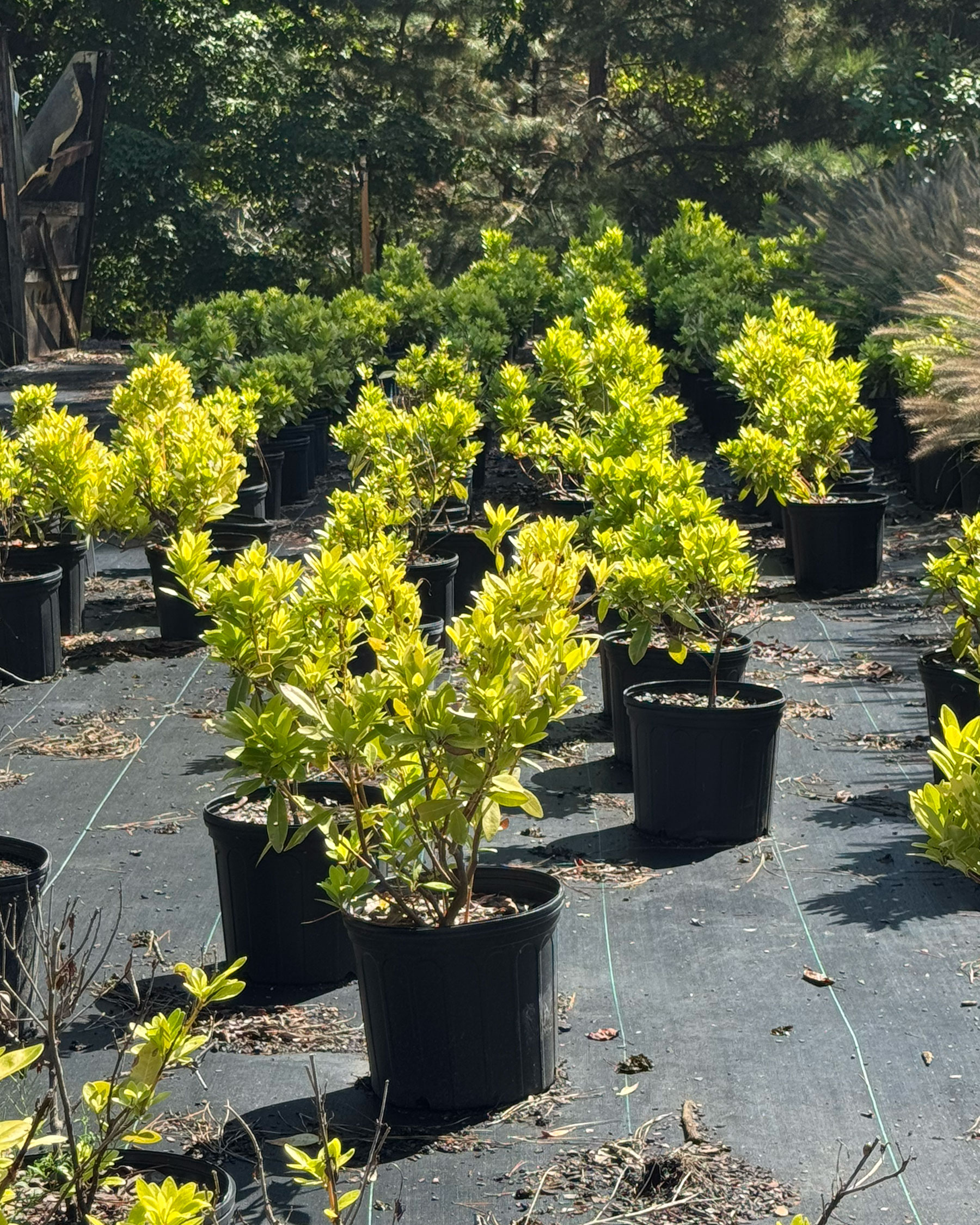 ‘Florida Sunshine’ Illicium