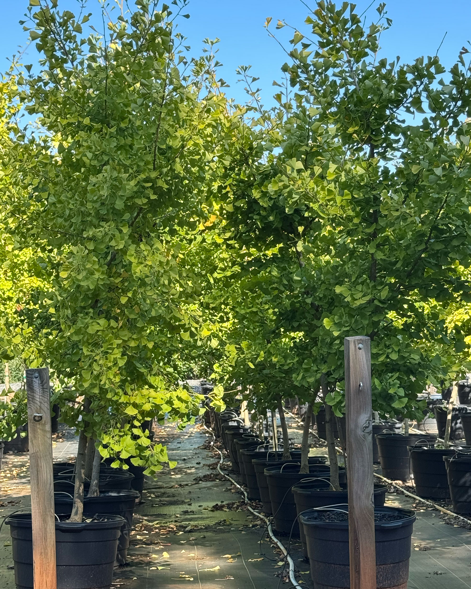 Ginkgo Biloba Autumn Gold
