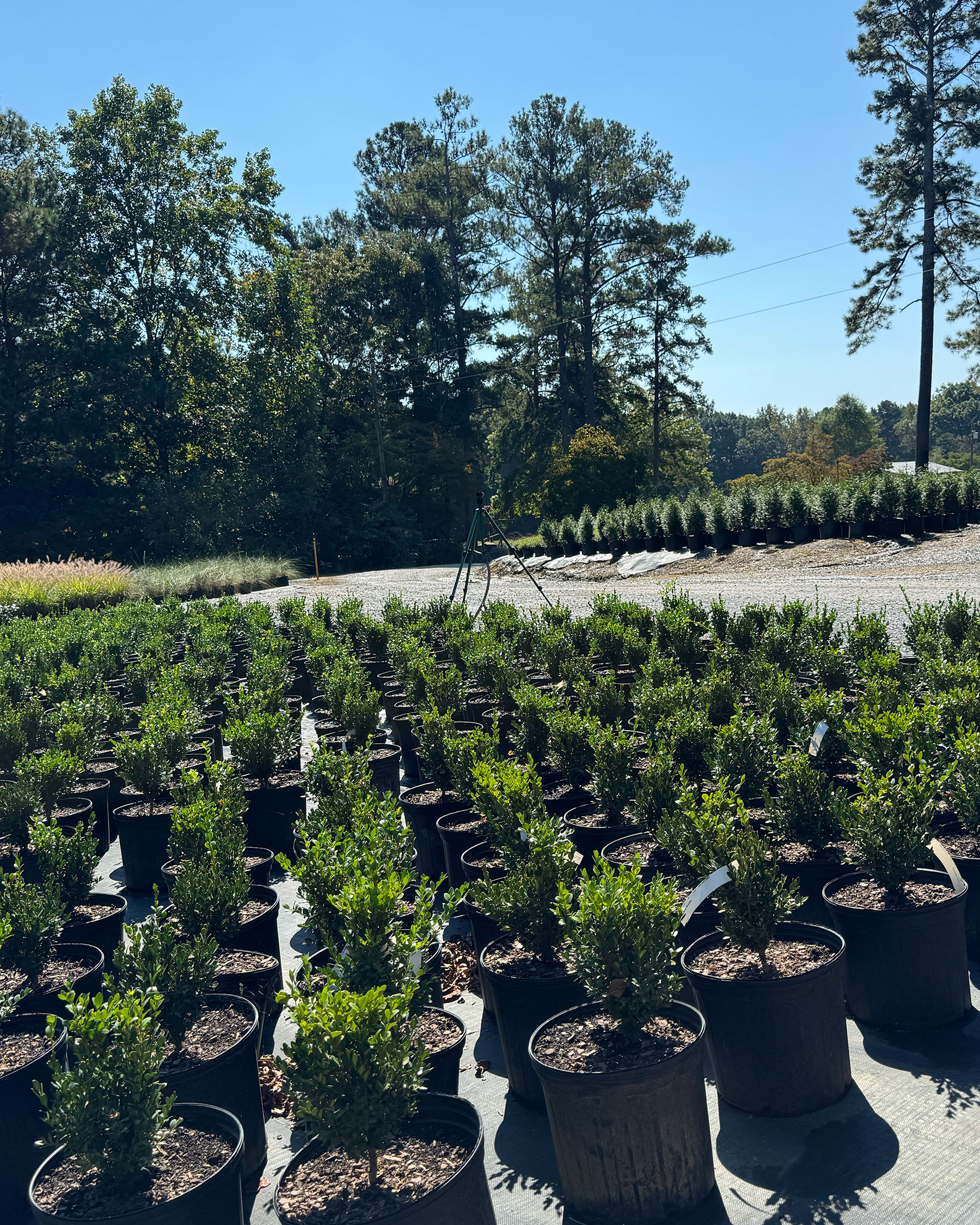 Green Mountain Boxwood