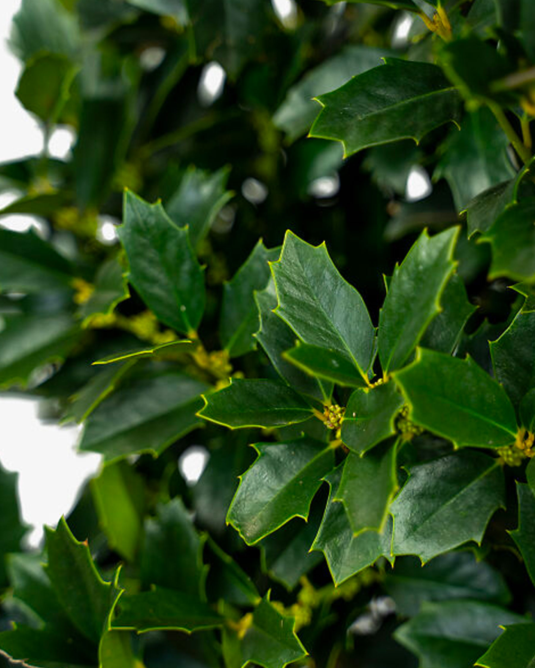 Oakland Holly