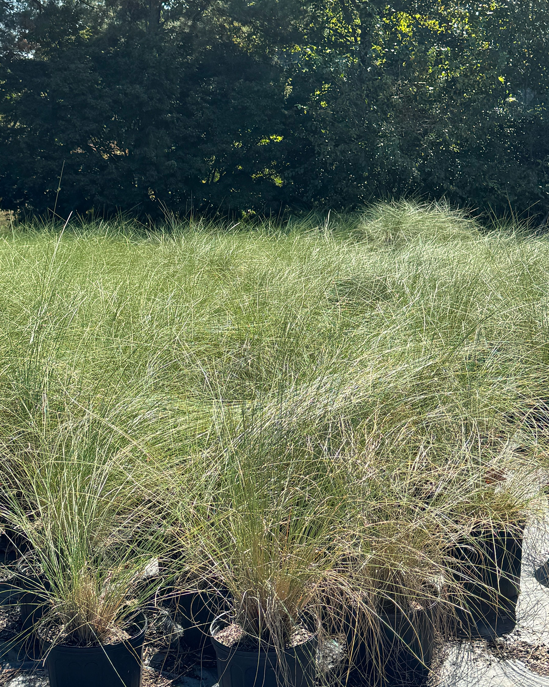 Pink Muhly Grass