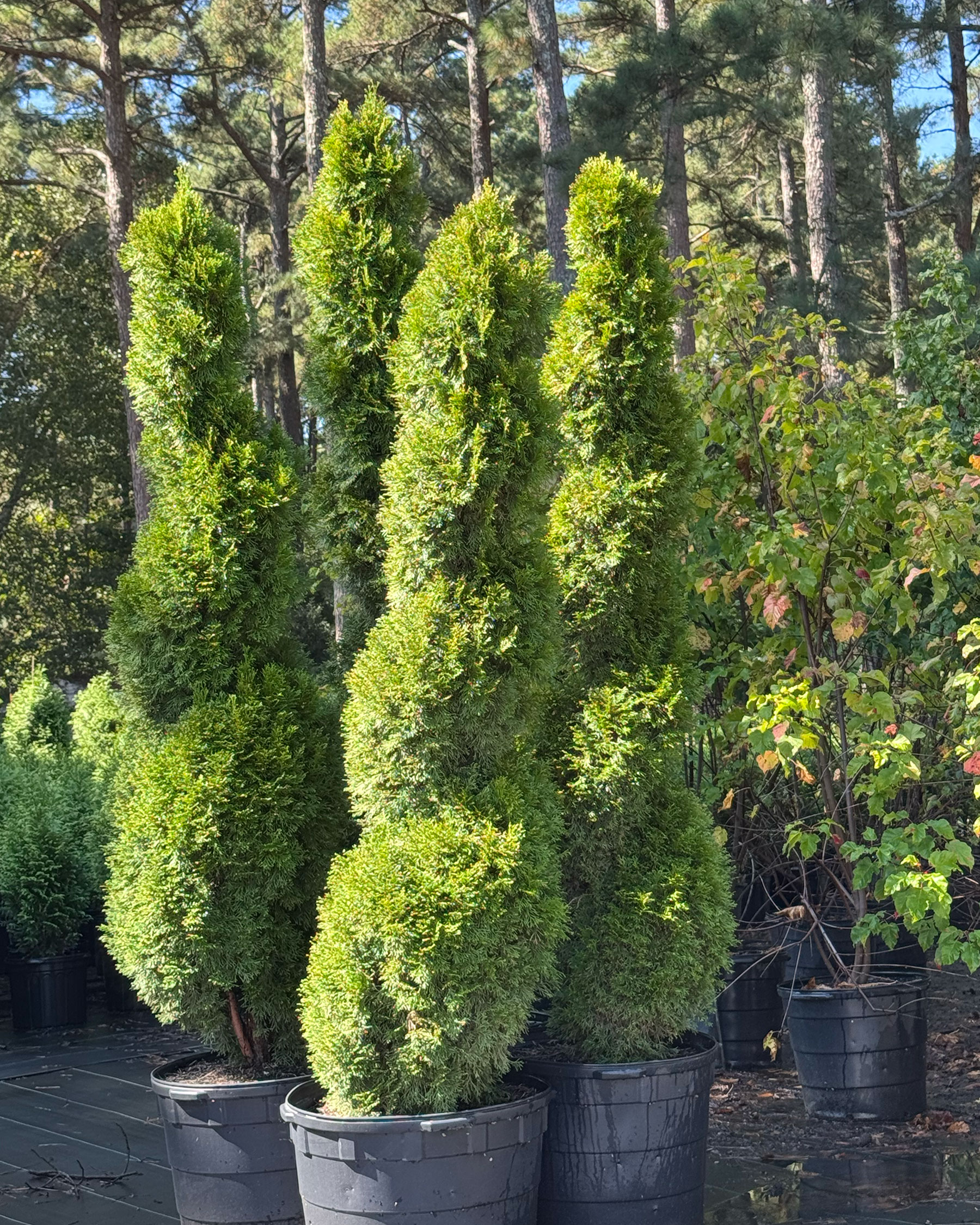 Spiral Emerald Green Arborvitae