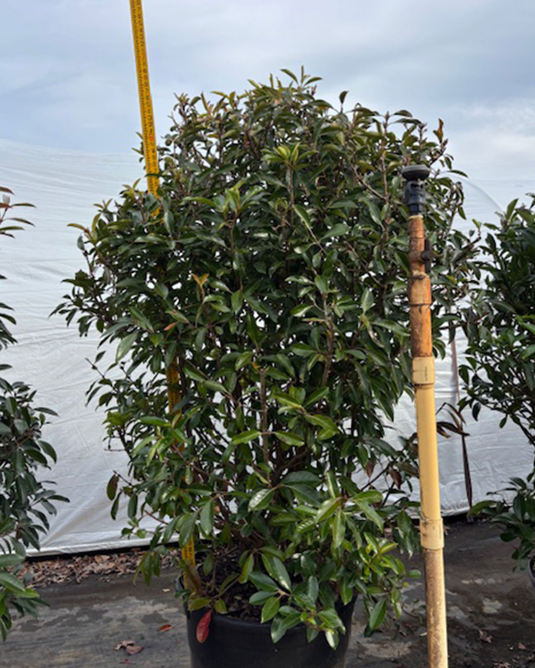 Viburnum, “Chindo” #45