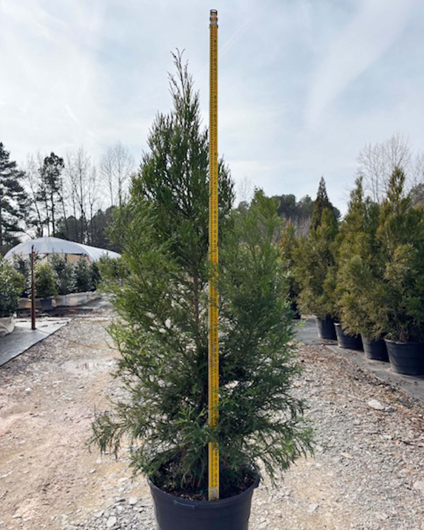 Yoshino Cryptomeria #25