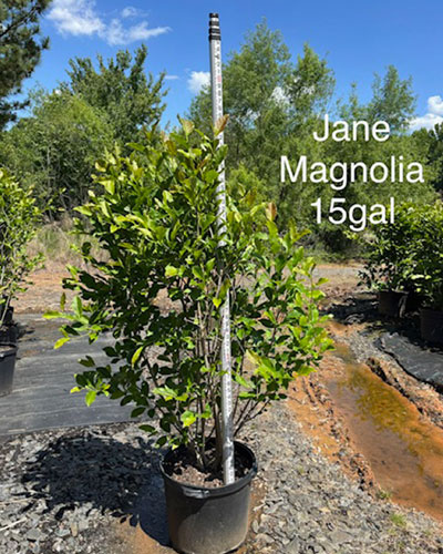 Jane Magnolia