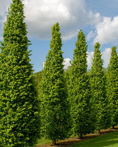 ‘Frans Fontaine’ European Hornbeam