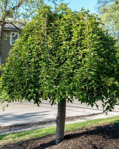 Weeping Cherry